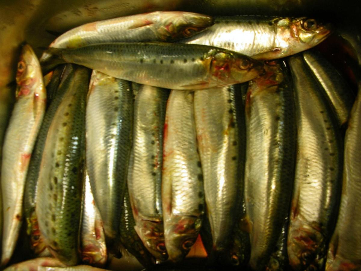 Очень полезные продукты для организма Очень полезные продукты для организма еда