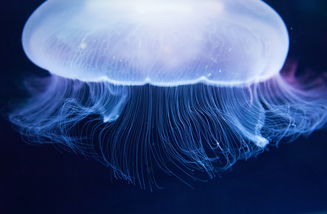 Почему не бывает трехногих животных? Почему не бывает трехногих животных?