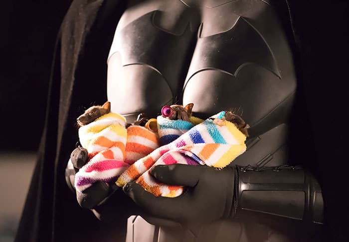 Adorable Bats
