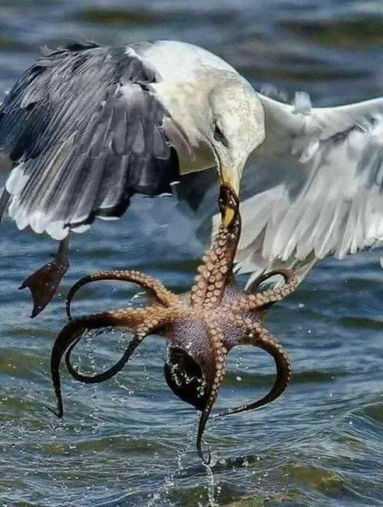 17 крутых кадров, которые мог сделать только истинный везунчик 