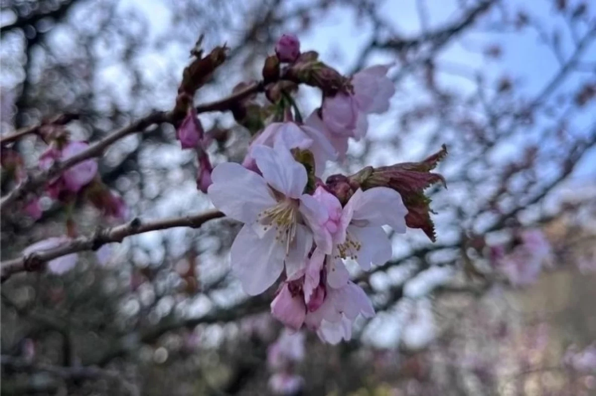 В Ботаническом саду Санкт-Петербурга началось цветение сакуры