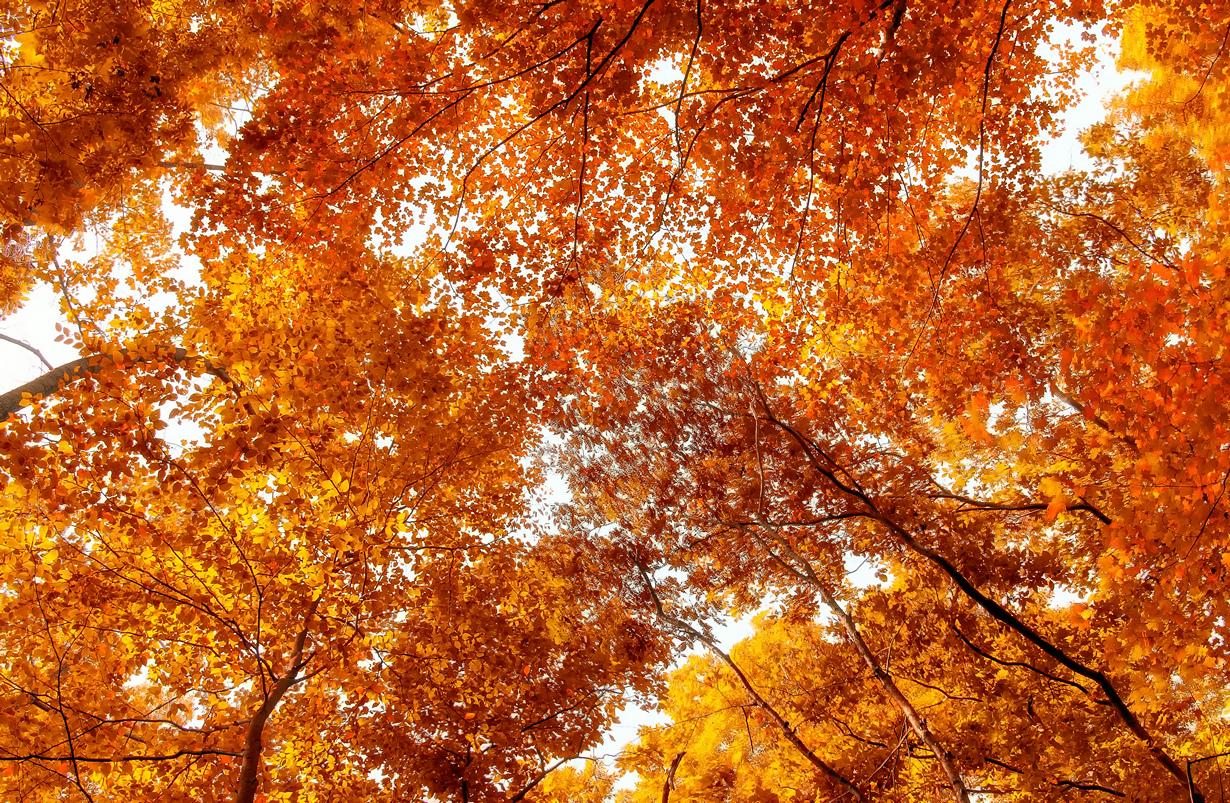 В осеннем парке. (Eduardo Mueses)