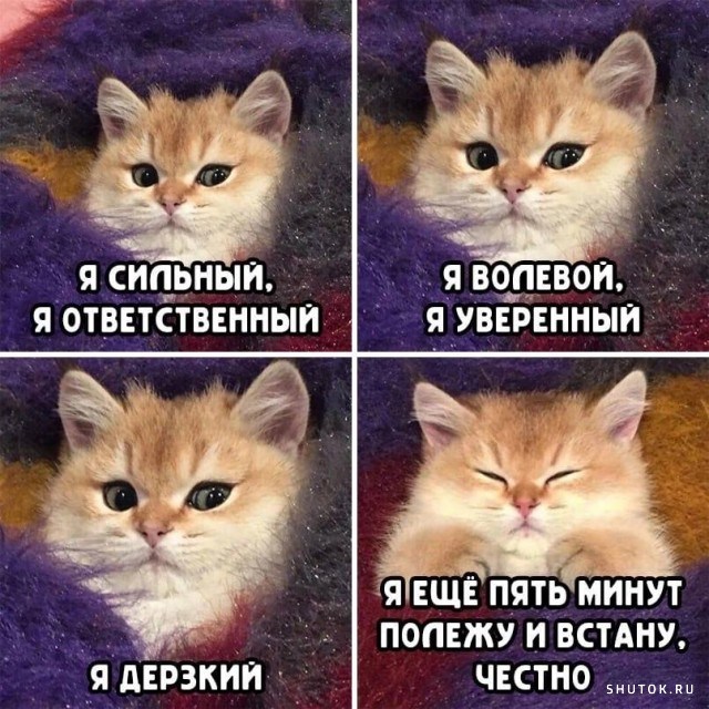 Утренний юмор Утренний юмор