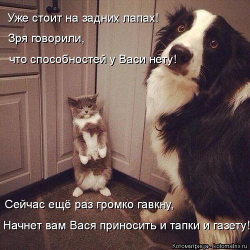 Свежая котоматрица (26 фото)