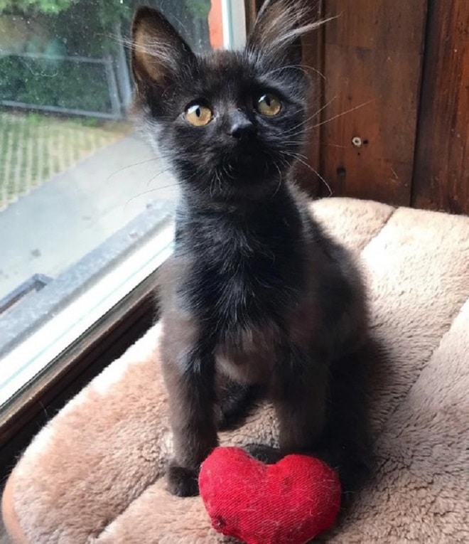 Котенок сидит