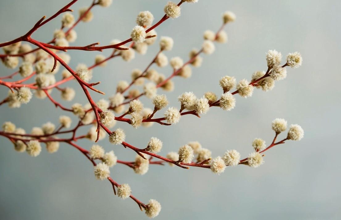 Что делать с вербой после Пасхи: 5 разрешенных церковью способов ветки, вербу, вербы, делать, можете, возле, нельзя, верба, выбросить, лучше, место, хотите, утилизировать, растение, месте, можно, вербой, освященной, стоит, способ