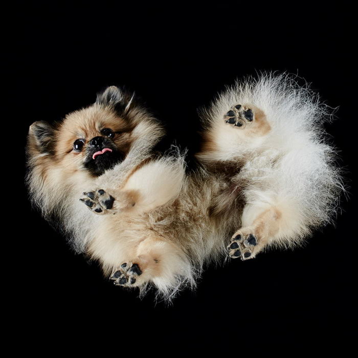 Животные: вид снизу Животные: вид снизу