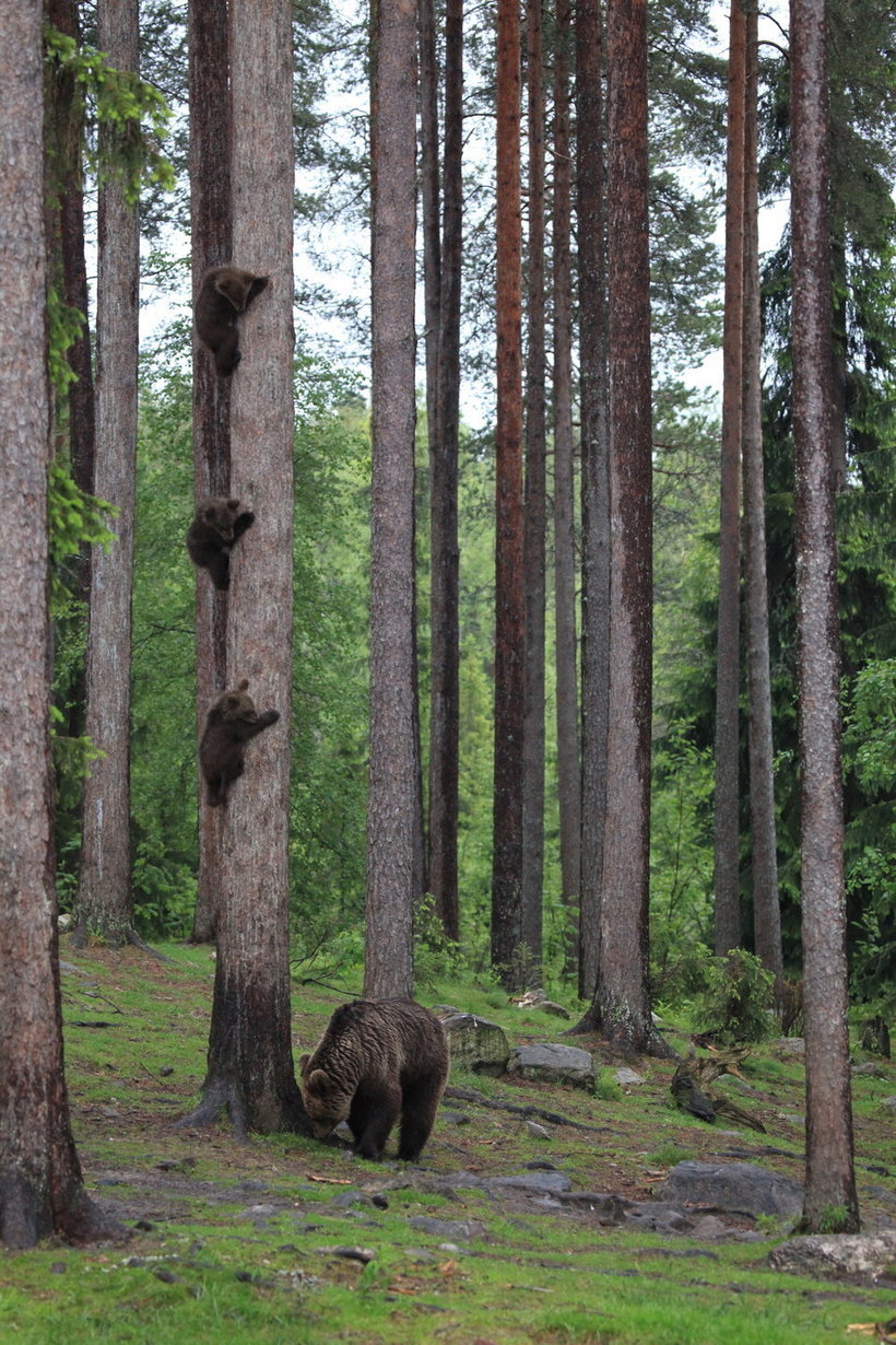 Объявлены победители самого веселого фотоконкурса Comedy Wildlife Photography Awards