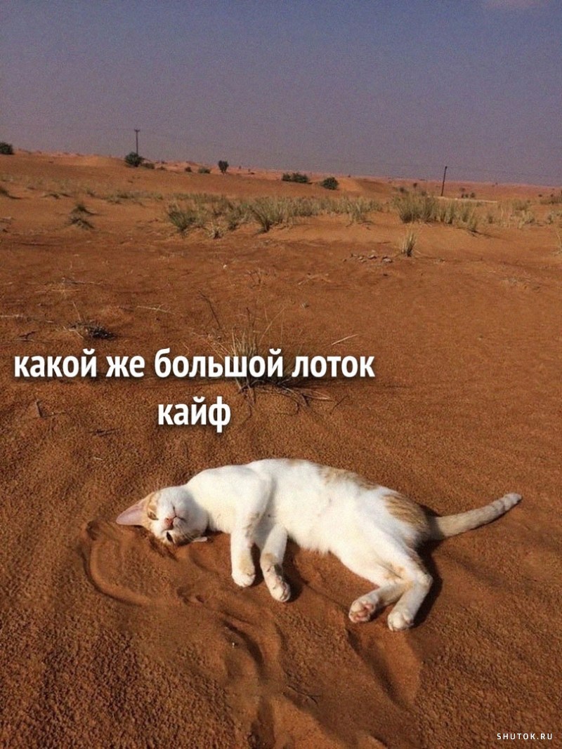 Утренний юмор Утренний юмор