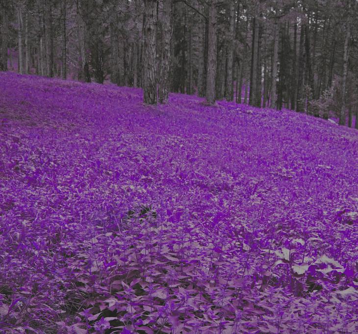 30 фотографий с фиолетовым настроением жизнь,прекрасное,удивительное
