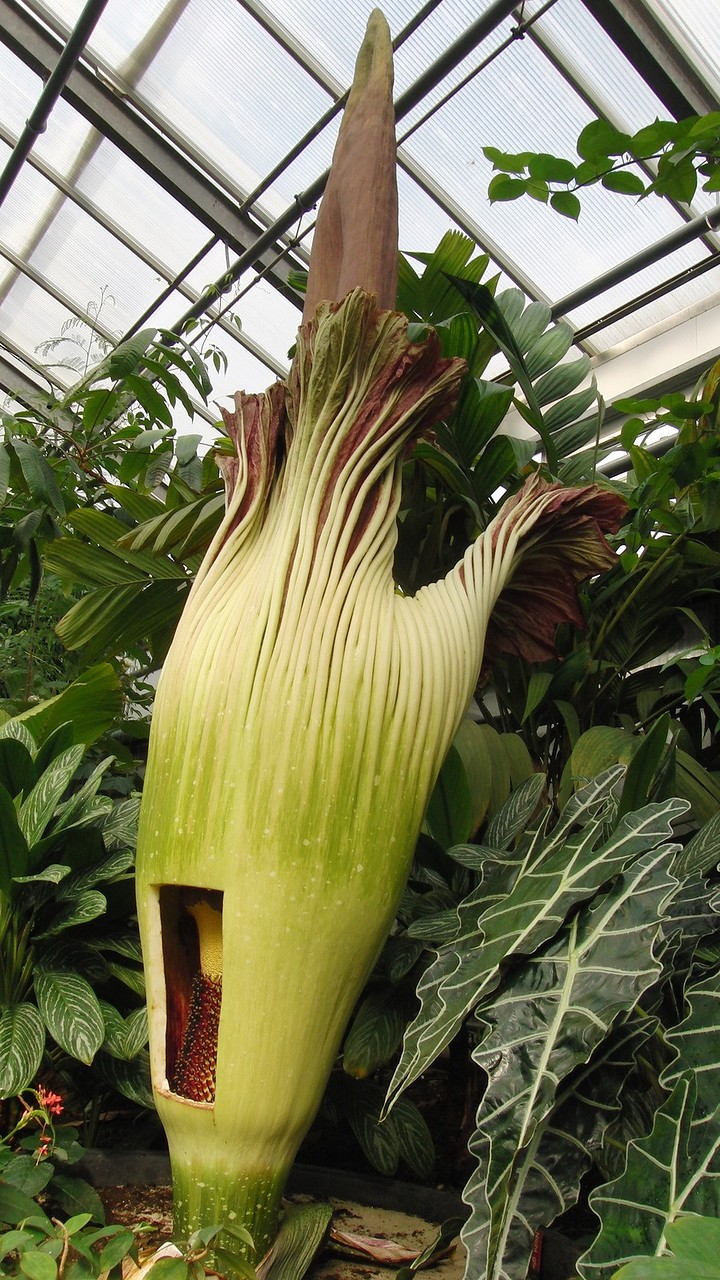 Самый большой и самый вонючий Аморфофаллус (Amorphophallus)