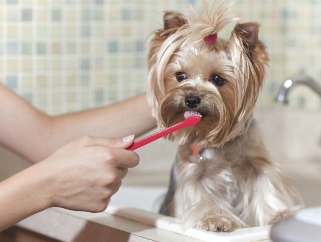 Чистка зубов собаке – выбор подходящего средства, правила чистки, особенности ультразвуковой процедуры наши любимцы,полезные советы
