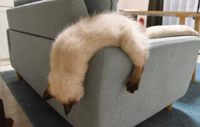 14 фото о котах как самодостаточных питомцах 