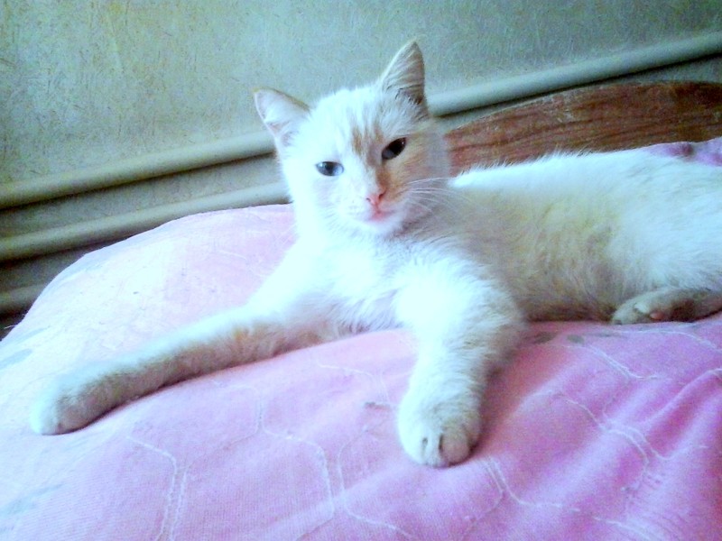 2. Выросло... котята, кошка, частный дом