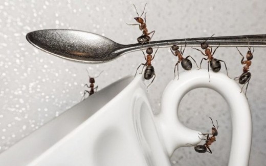 Простые советы, как избавиться от муравьев в квартире