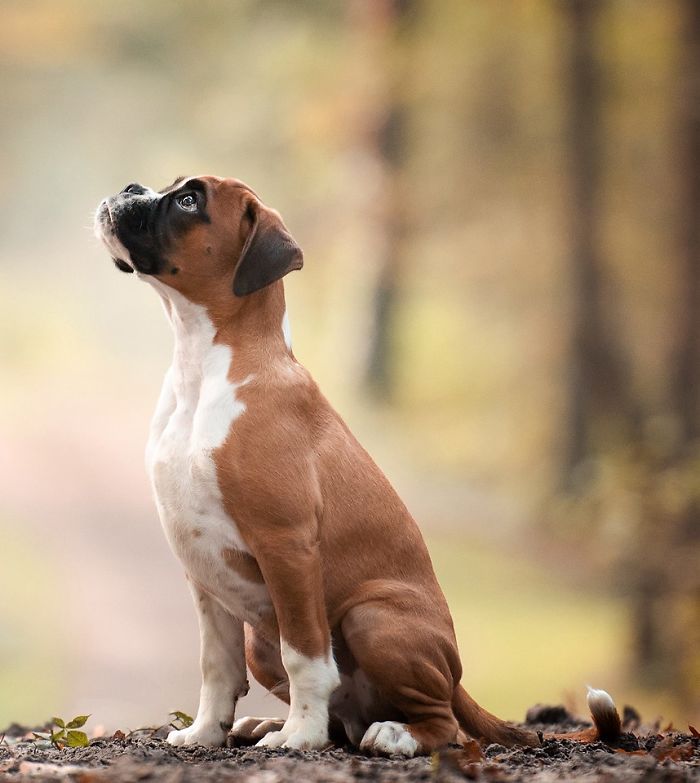 Puppies Category 1st Place Winner Mirjam Schreurs, Netherlands