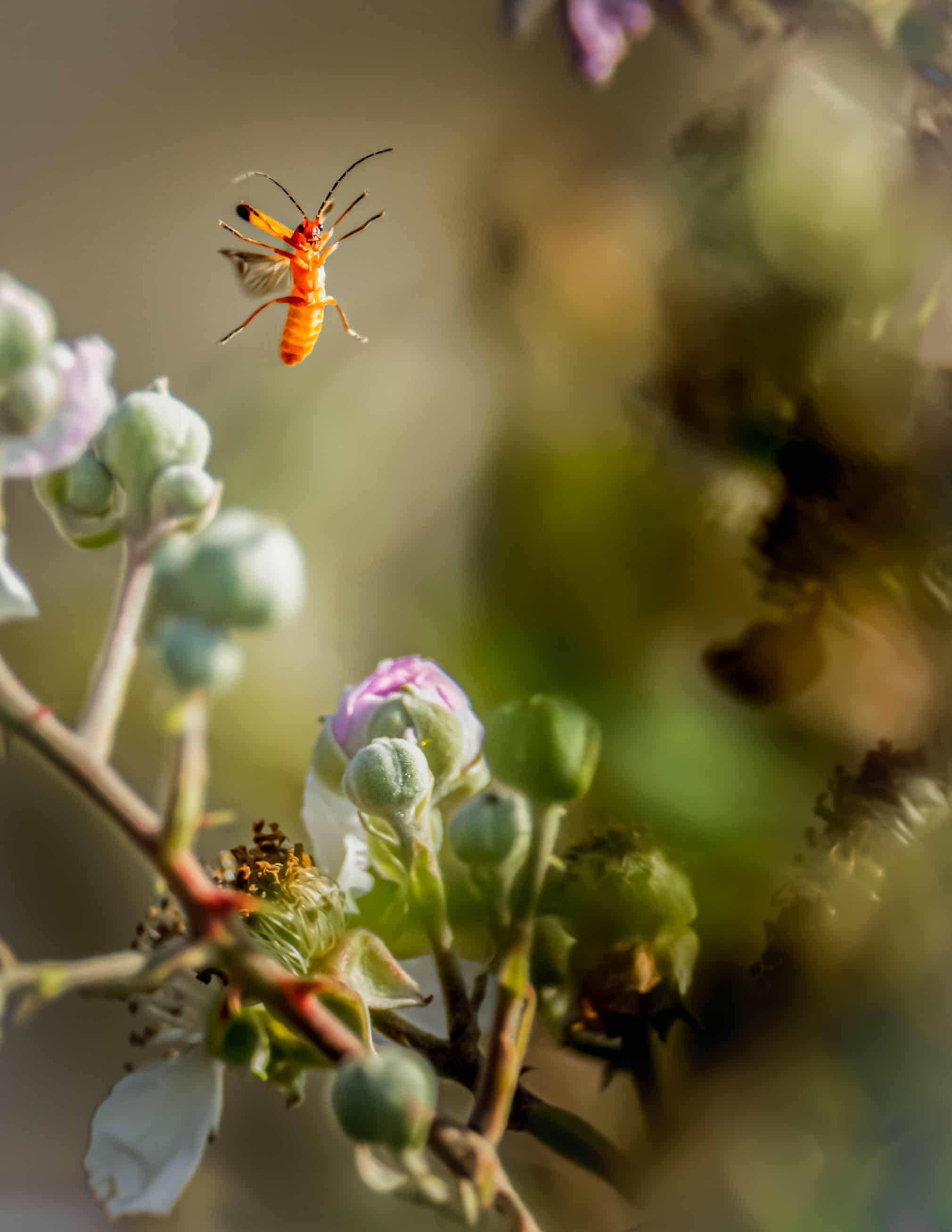 Лучшие фотографии дикой природы 2019 года Фотограф, победитель, категории, Photographer, Wildlife, абсолютный, чтобы, дикой, Awards, победительФото, Photography, после, Nature, когда, этого, Photo, European, British, ягуара, Press