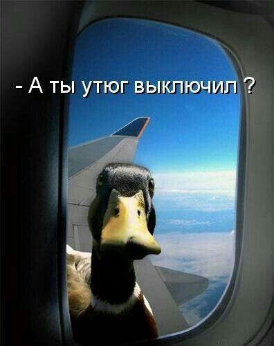 Сборная юмора для позитивного дня Сборная юмора для позитивного дня