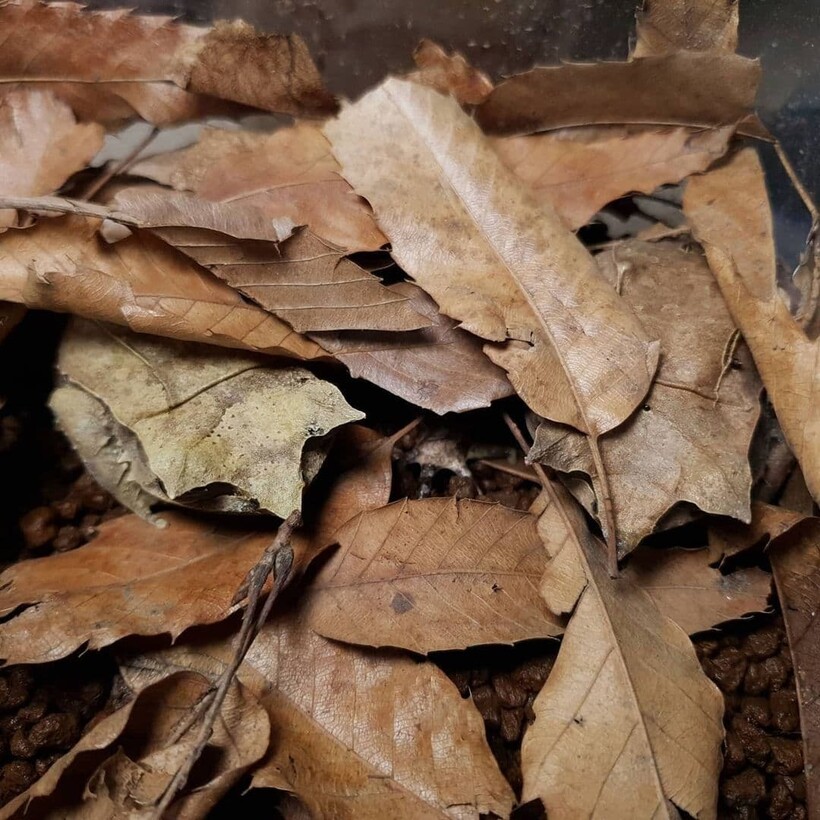 Найди лягушку. Гений маскировки. Найди лягушку среди листьев. Суд лягушки которых спрятана в листьях.