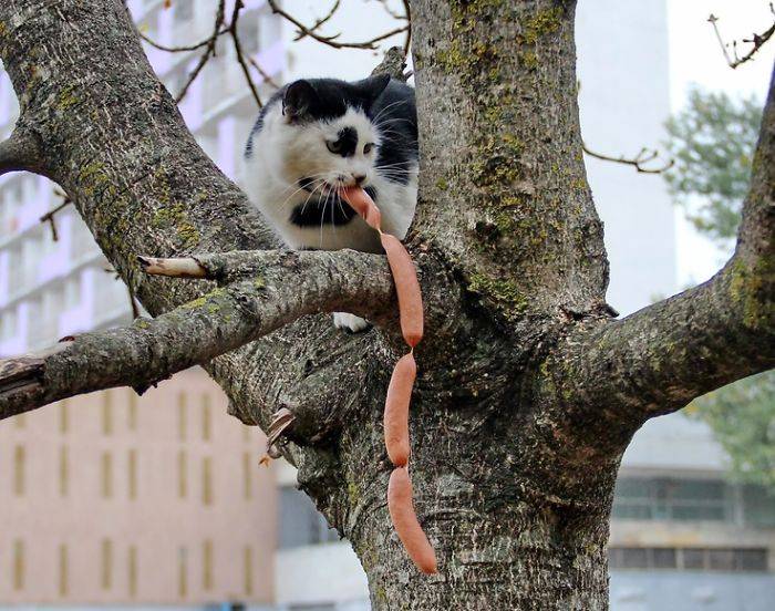 коты воришки, коты пойманные с поличным