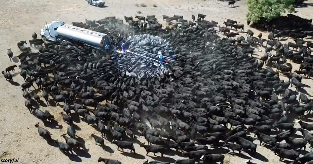 Фото сотен жаждущих воды коров, которые собрались вокруг водовоза из-за засухи