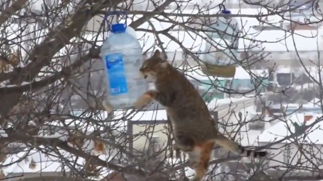 Воронежский кот-экстремал ворует сало из кормушек на деревьях животные