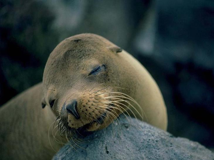 Милейший пост о самых сладких снах Милейший пост о самых сладких снах животные,Истории из жизни,позитив,Смешные животные