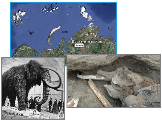 Какие животные вымерли 100 лет назад. Мамонт карта. Где обитали мамонты на карте. Мамонты места обитания карта. Карта обитания Мамонтов.