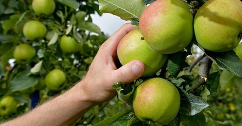 Когда нужно собирать урожай яблок и груш, чтобы они дольше хранились?