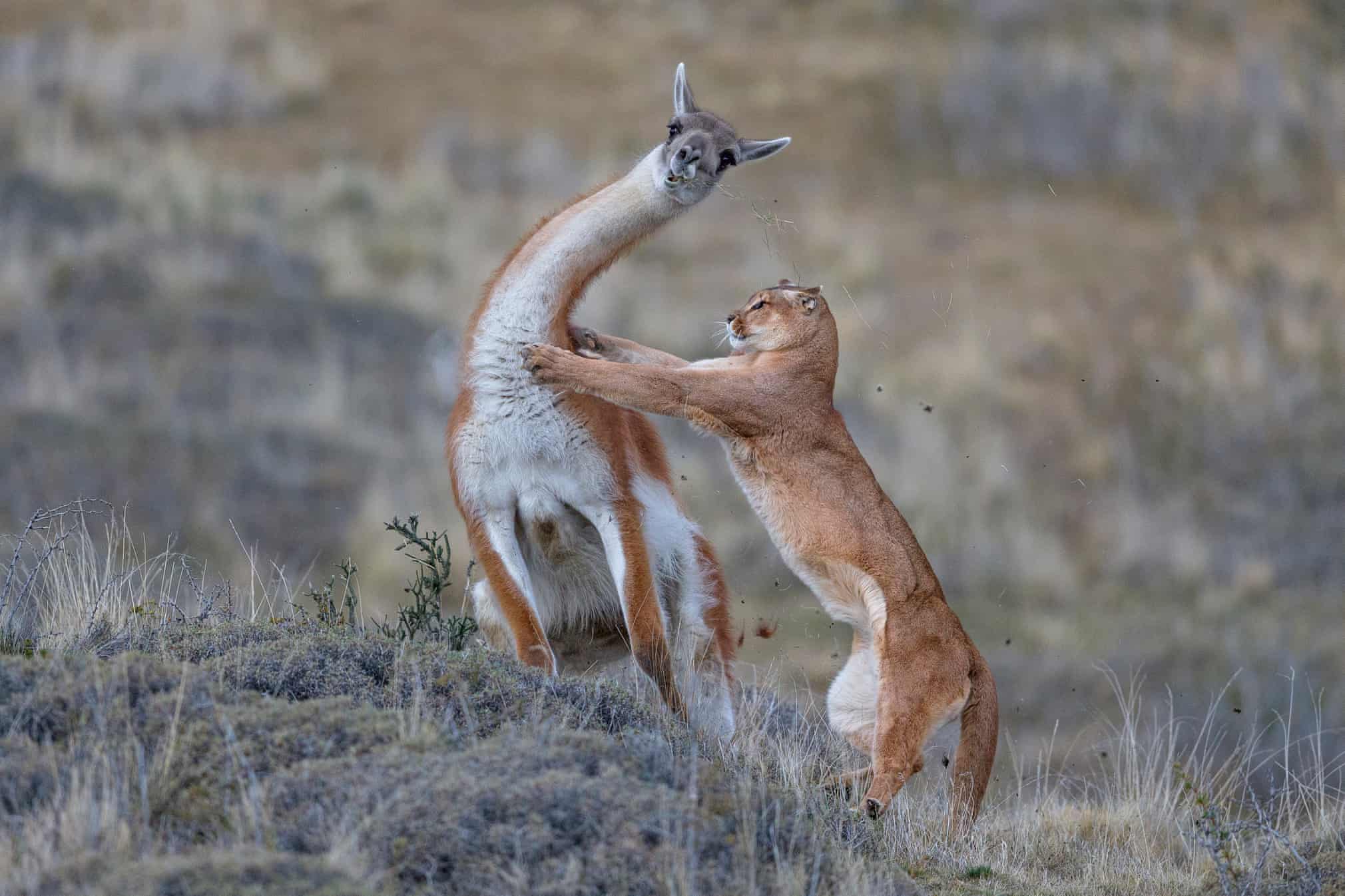 Лучшие фотографии дикой природы 2019 года Фотограф, победитель, категории, Photographer, Wildlife, абсолютный, чтобы, дикой, Awards, победительФото, Photography, после, Nature, когда, этого, Photo, European, British, ягуара, Press