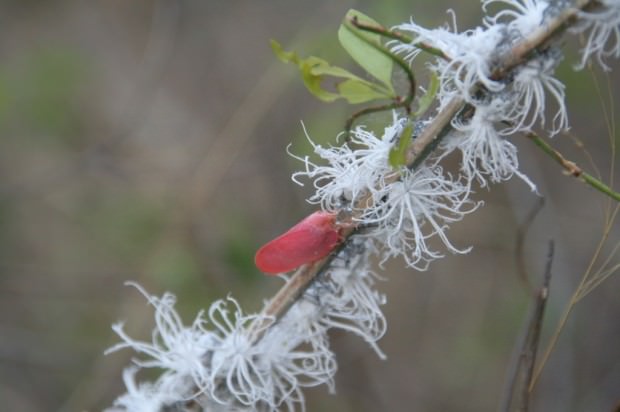 Цикада Phromnia rosea (лат. Phromnia rosea) (англ. Flatid Leaf Bug)