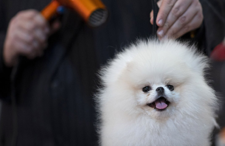 Выставка собак Westminster Kennel Club 2020 животные,Путешествия,фото