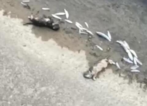 Туши мертвых рыб, лягушек и выдр разбросаны по берегу загрязненной реки Восточный Дагомыс в Сочи