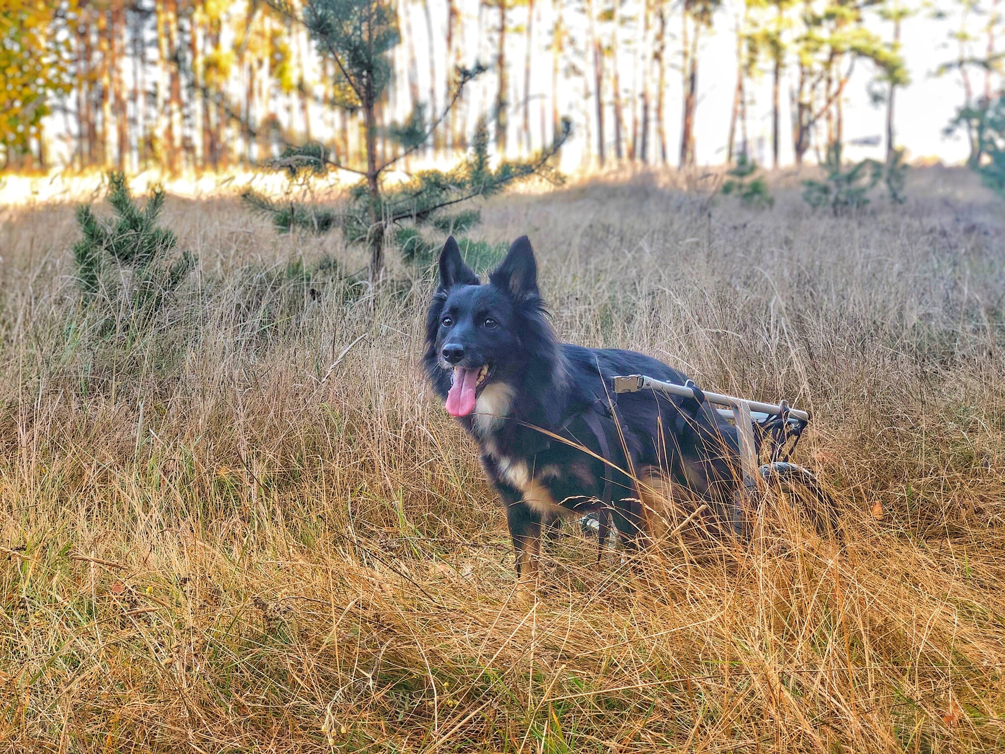 собака гуляет