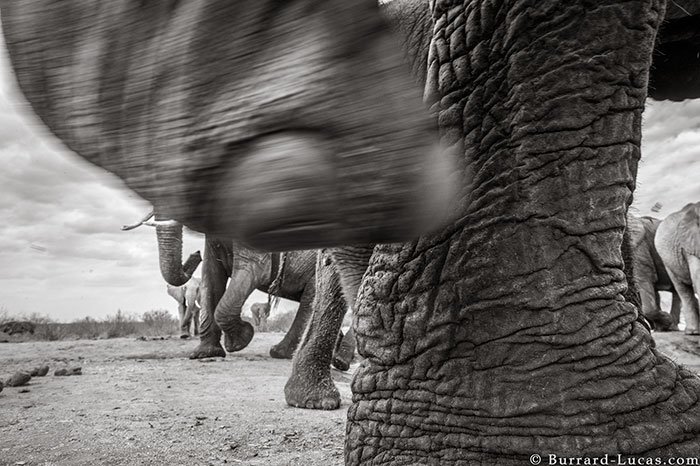 Последние фото легендарной «Королевы слонов» перед ее смертью