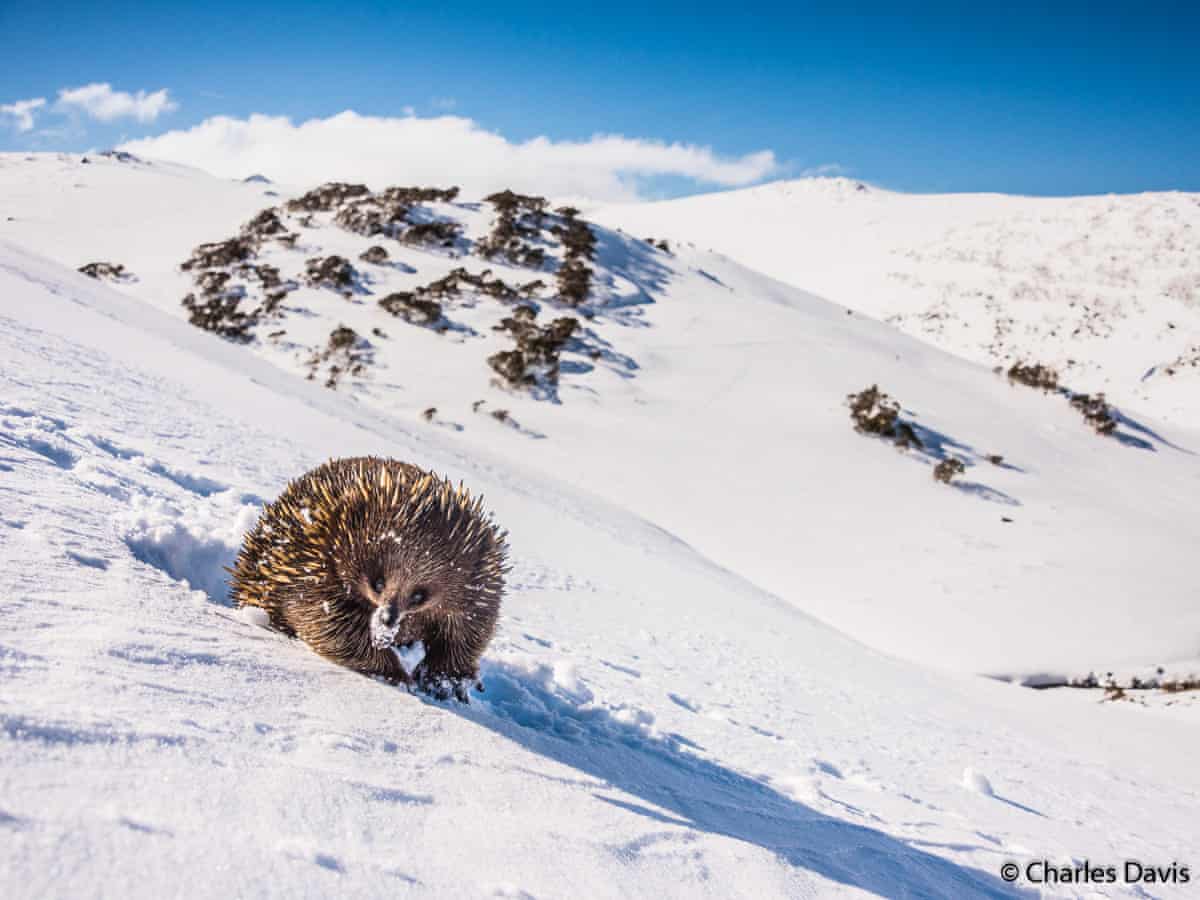 Лучшие фотографии дикой природы 2019 года Фотограф, победитель, категории, Photographer, Wildlife, абсолютный, чтобы, дикой, Awards, победительФото, Photography, после, Nature, когда, этого, Photo, European, British, ягуара, Press