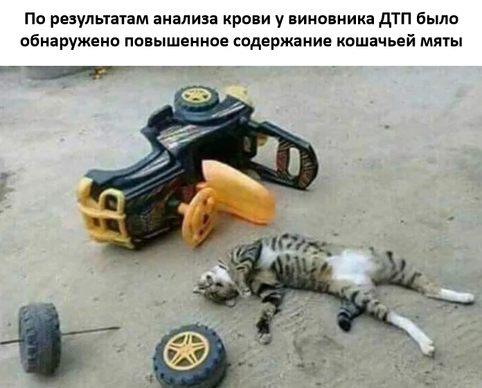 Юмор для тех, кто уже повзрослел и понял, что «приоритеты» - это сначала налить кофе, а потом спасать мир 