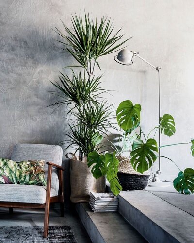 Монстера деликатесная. «Звезда» способная оживить Ваш интерьер в мгновение ока идеи для дома,интерьер и дизайн,комнатные растения