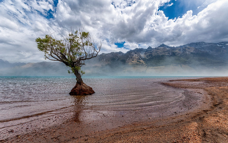 Одинокое дерево на берегу озера Уакатипу