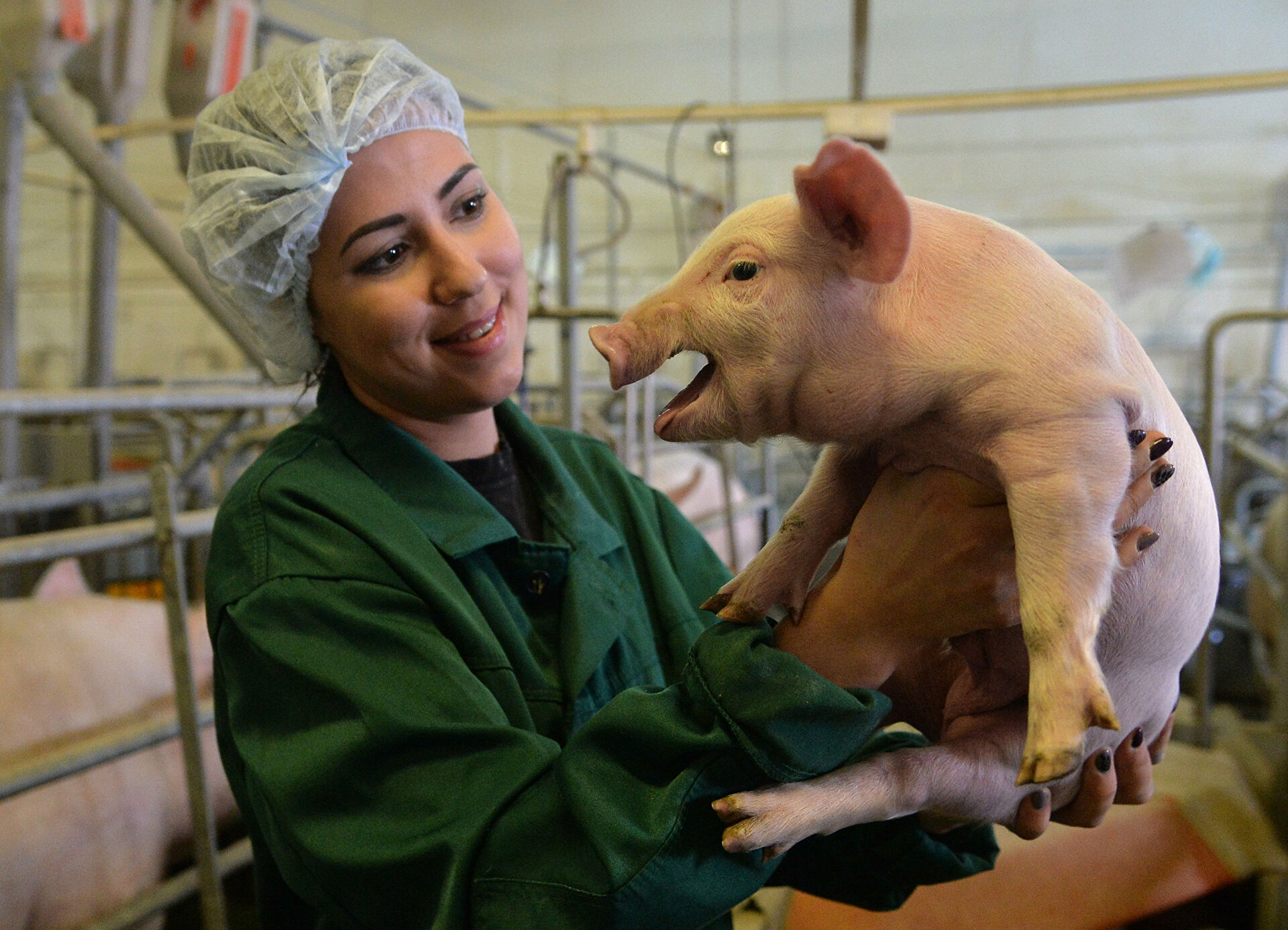 Свиньи здорово. Родниковский свинокомплекс. Американская свинья. Свиньи на ферме. Свиньи на ферме в США.