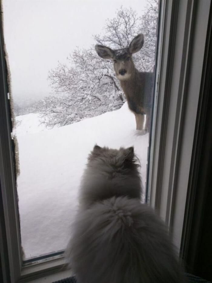 Эти коты поднимут Вам настроение) веселье,смех