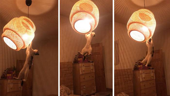 14 фото о котах как самодостаточных питомцах 