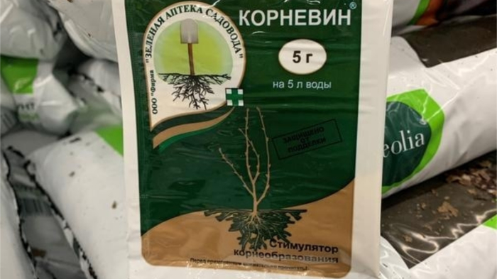 5 распространенных ошибок в уходе за комнатными цветами, о которых мало кто знает комнатные растения