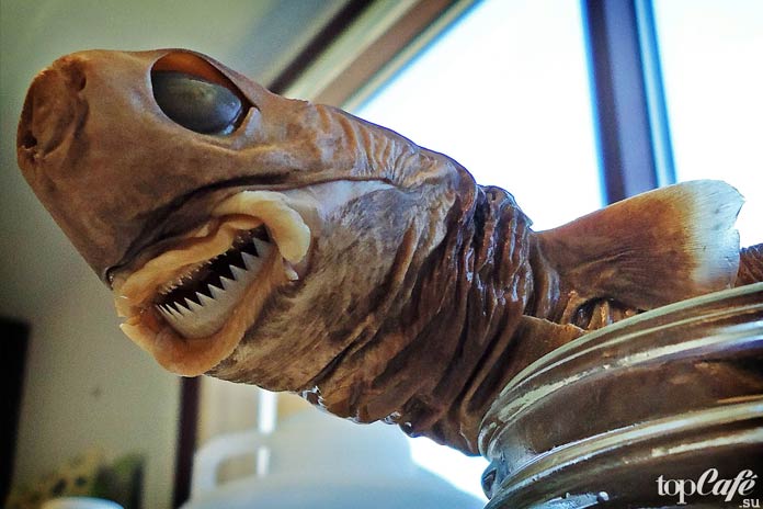 Акула Cookiecutter - одна из самых необычных акул в мире