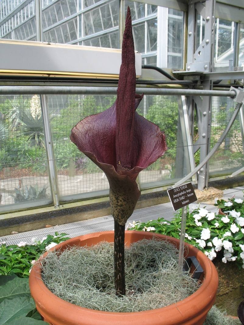 Самый большой и самый вонючий Аморфофаллус (Amorphophallus)
