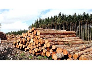 В России вступили в силу новые правила оборота древесины