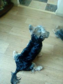 Собаки сидят на шпагате: прикольные фото Собаки сидят на шпагате: прикольные фото