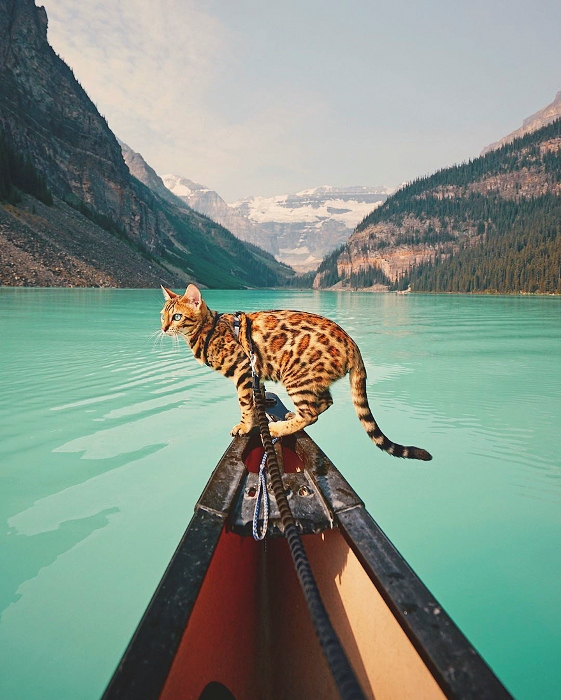 Кошка прекрасно переносит водные прогулки. Кошка прекрасно переносит водные прогулки.
