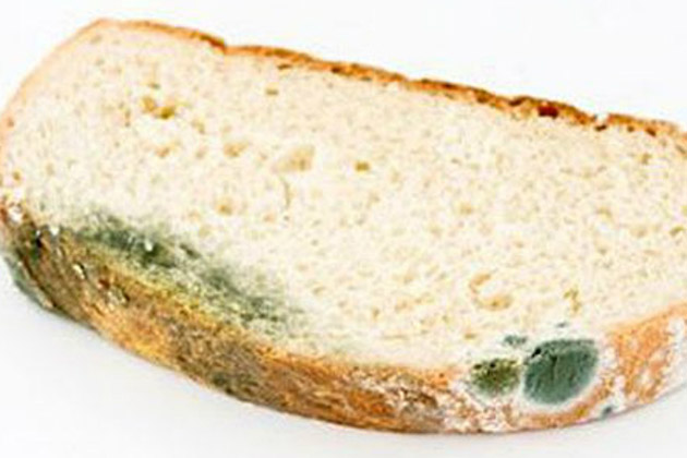 Что произойдет, если съесть хлеб с плесенью Культура