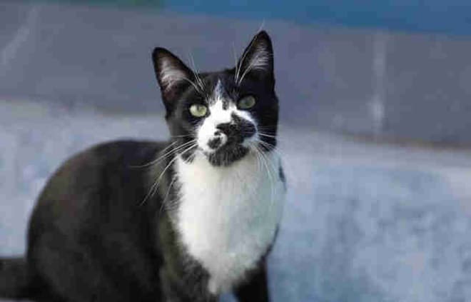 Черно-белая кошка